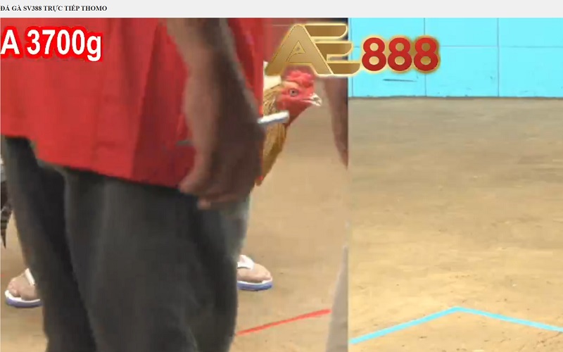 SV388